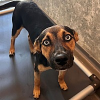 adopt a pet