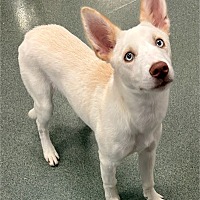 adopt a pet