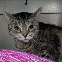 adopt-pet
