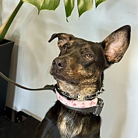 adopt-pet