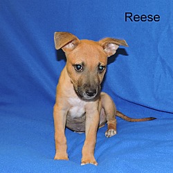 Thumbnail photo of Reese #3