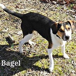 Thumbnail photo of Bagel #1