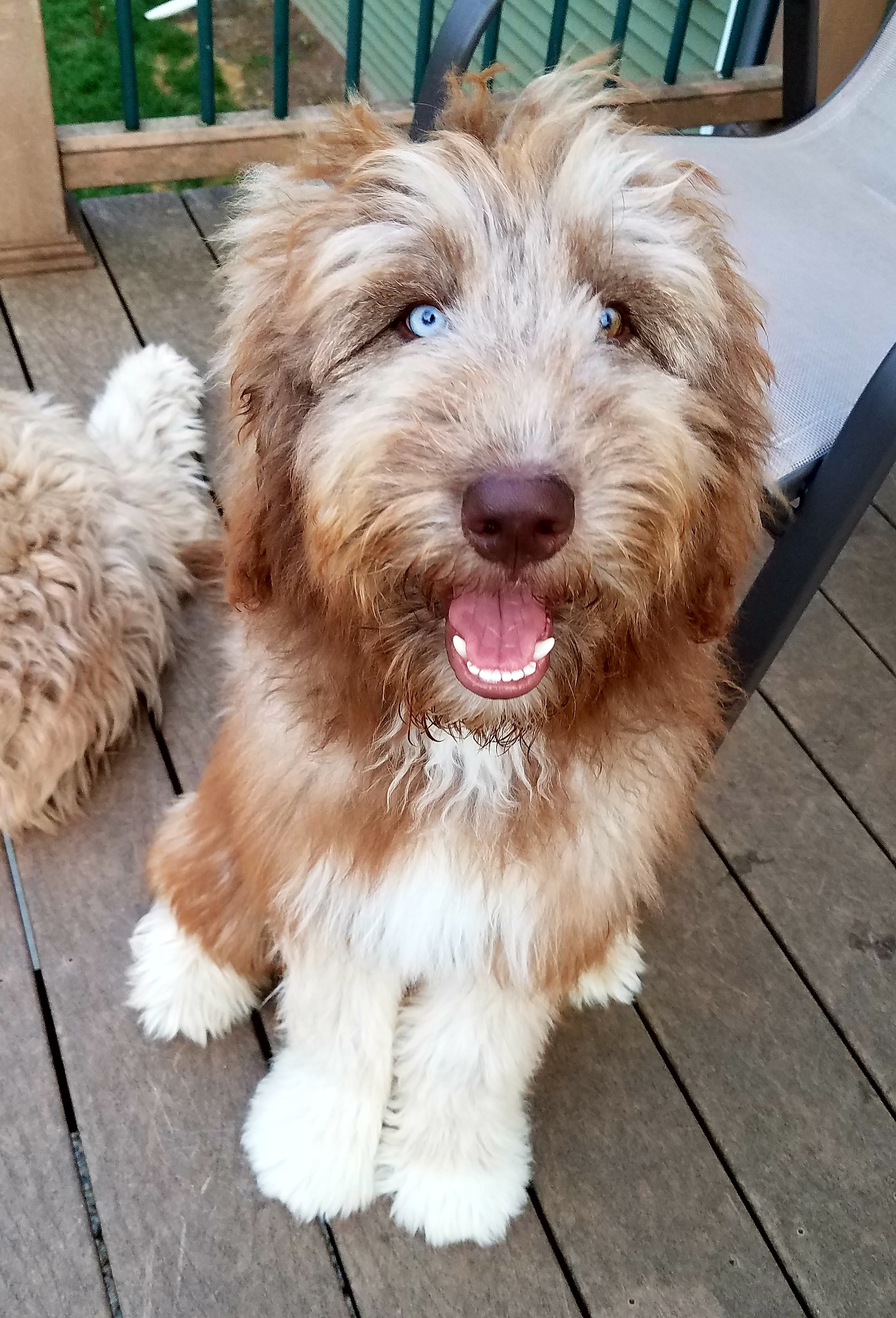 labradoodle husky