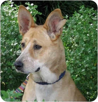 pharaoh hound labrador mix