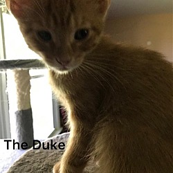 Photo of Duke