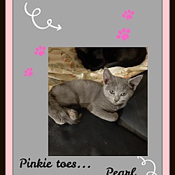 Photo of Pearl - Pinky Toes