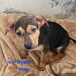 Thumbnail photo of Ryder #2