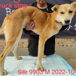 Photo of Silk 9903