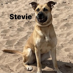 Photo of Stevie 240098