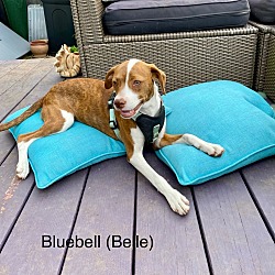 Photo of Bluebell - Local Puppy