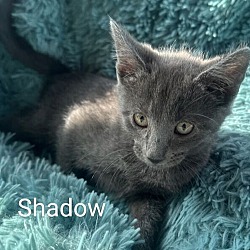 Thumbnail photo of Shadow #2