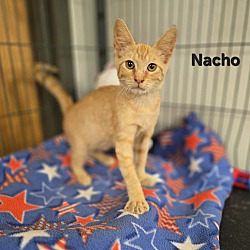 Thumbnail photo of Nacho #4