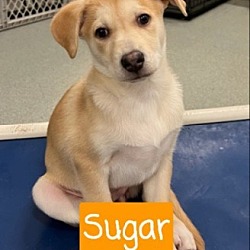 Thumbnail photo of Sugar- In a foster home #1