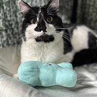 adopt a pet