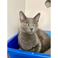 adopt-pet