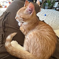 adopt a pet