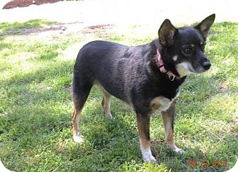 Lancashire Heeler German Shepherd Mix 2025