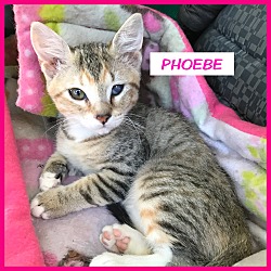 Photo of Phoebe
