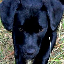 Thumbnail photo of CASSIE(ADORABLE LAB PUPPY!! #1