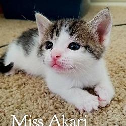 Thumbnail photo of Miss Akari #2