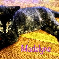 Photo of Madelyne ^kitten*