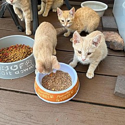 Photo of Ginger kittens