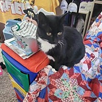 adopt a pet