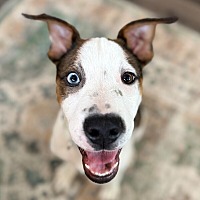 adopt a pet