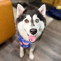 adopt a pet