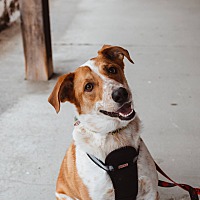 adopt-pet