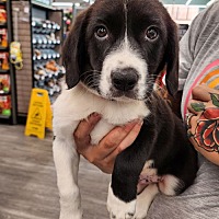 adopt a pet