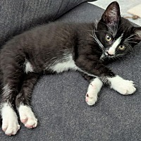 adopt a pet