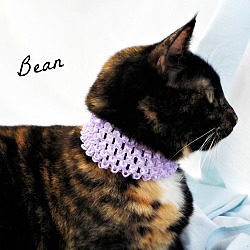 Thumbnail photo of Bean #3