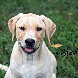 Thumbnail photo of Theo~adopted! #1