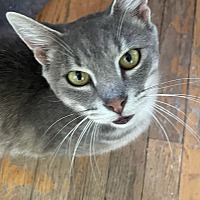 Wagging Tails Dog Rescue In Middletown Connecticut