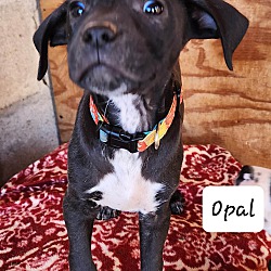 Photo of Opal