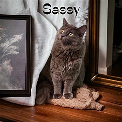 Thumbnail photo of Sassy #3