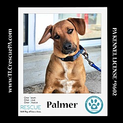 Thumbnail photo of Palmer (The Police Pups) 030224 #2