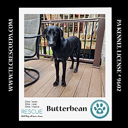 Thumbnail photo of Butterbean (Cartoon Cuties) 072024 #4