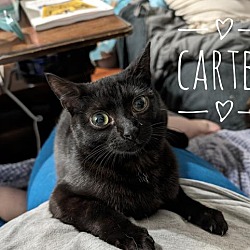 Thumbnail photo of Carter #1