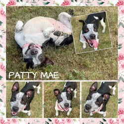 Thumbnail photo of Patty Mae CFS 240067409 #2