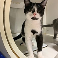 adopt a pet