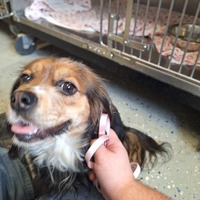 adopt a pet