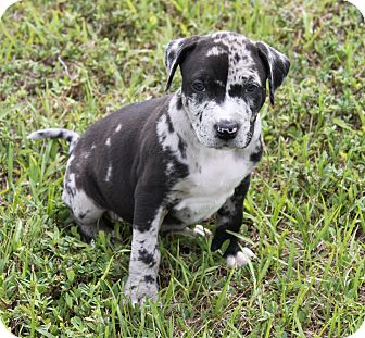 merle american staffordshire terrier