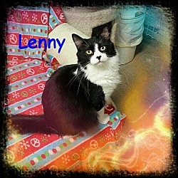 Thumbnail photo of Lenny - Adoption Fee Waived #2