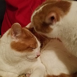 Thumbnail photo of Roscoe and Angel (declawed) #3