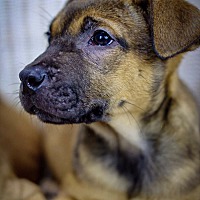 redland abandoned pit dogs rock inc project atlanta