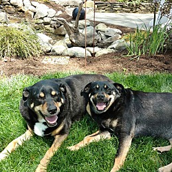 Thumbnail photo of Bella + Rylee / Adopted! #4
