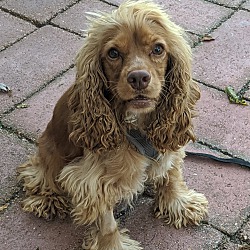 Maryville, Il - Cocker Spaniel. Meet Dexter A Pet For Adoption 