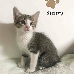 Thumbnail photo of Adopt Young HENRY #2
